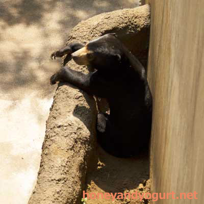 上野動物園　マレーグマ　フジ