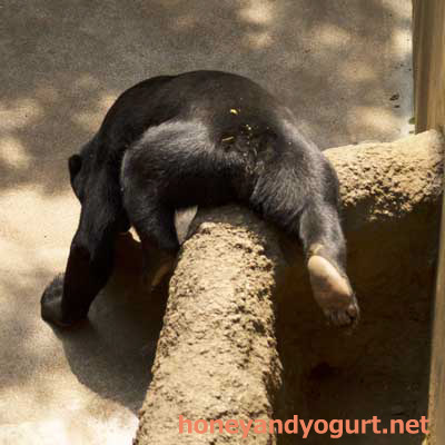 上野動物園　マレーグマ　フジ