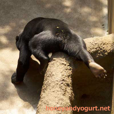上野動物園　マレーグマ　フジ
