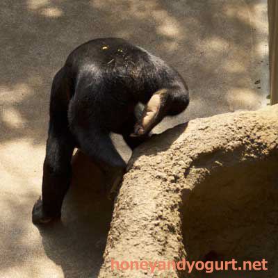 上野動物園　マレーグマ　フジ