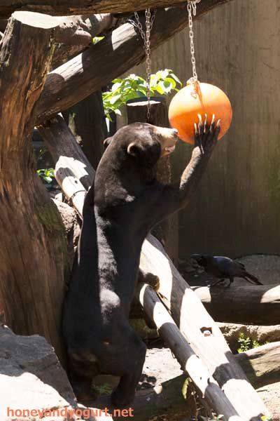 上野動物園 マレーグマ アズマ