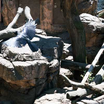 上野動物園 マレーグマ舎