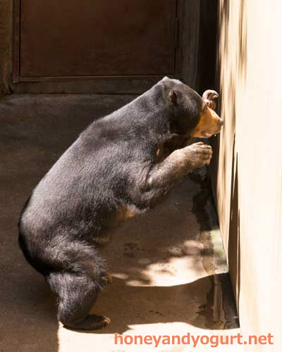 上野動物園　マレーグマ　モモコ