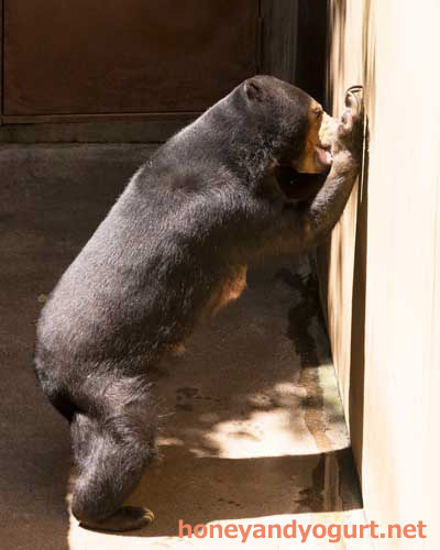 上野動物園　マレーグマ　モモコ