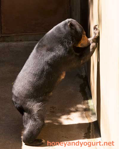上野動物園　マレーグマ　モモコ