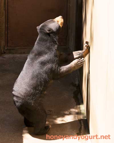 上野動物園　マレーグマ　モモコ
