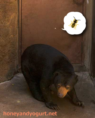 上野動物園　マレーグマ　モモコ