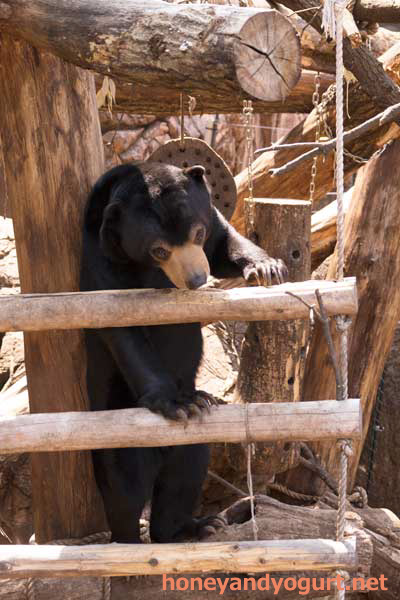 上野動物園　マレーグマ　フジ
