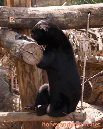 上野動物園　マレーグマ　フジ