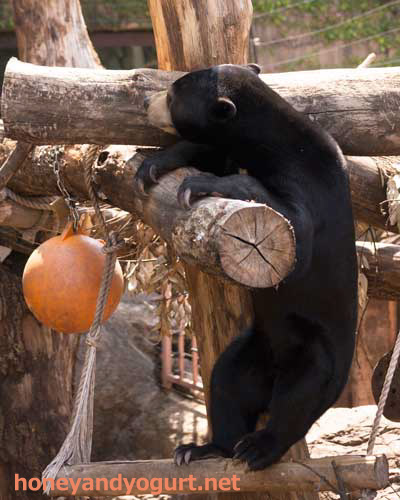 上野動物園　マレーグマ　フジ