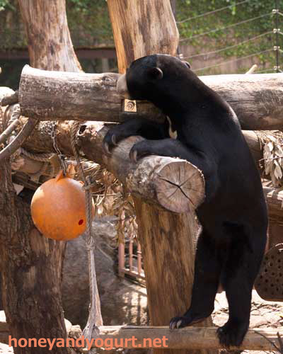 上野動物園　マレーグマ　フジ