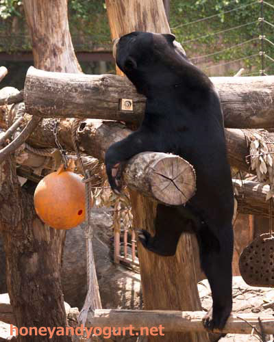 上野動物園　マレーグマ　フジ