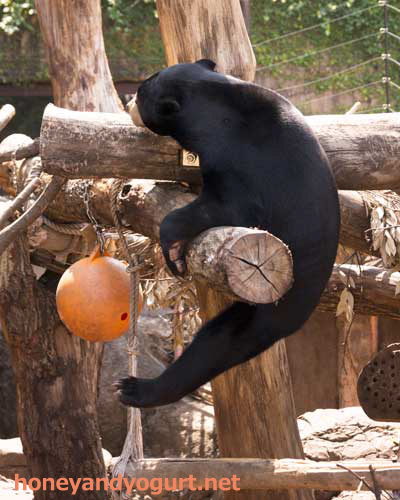 上野動物園　マレーグマ　フジ