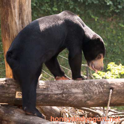 上野動物園　マレーグマ　フジ