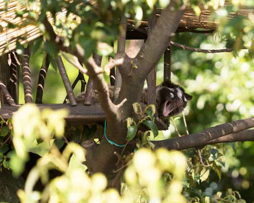 上野動物園　マレーグマ舎