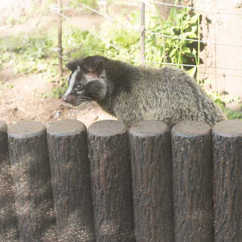 上野動物園　マレーグマ舎