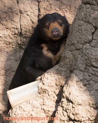 上野動物園　マレーグマ　モモコ
