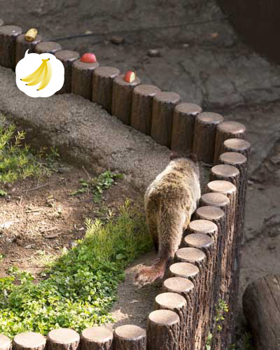 上野動物園　マレーグマ舎