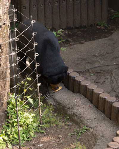 上野動物園　マレーグマ　モモコ