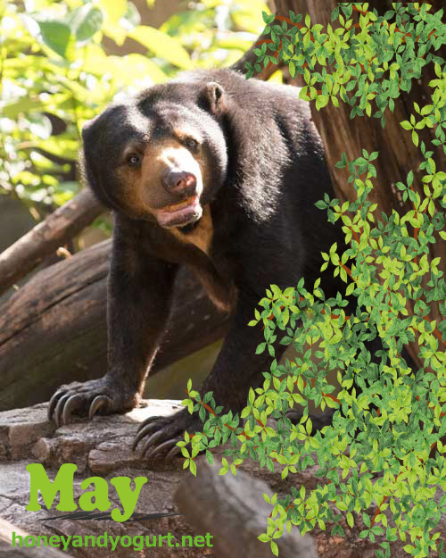 上野動物園 マレーグマ モモコ