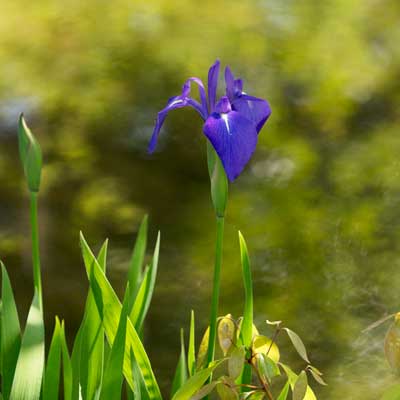 上野動物園 園内