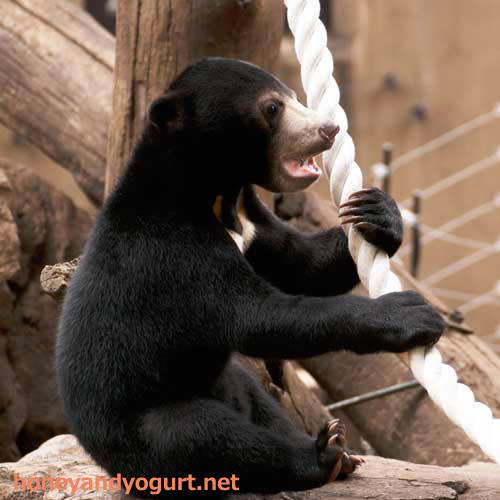 上野動物園 マレーグマ フジ