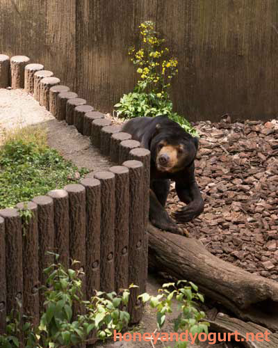 上野動物園 マレーグマ アズマ