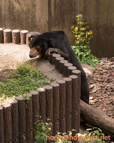 上野動物園 マレーグマ アズマ