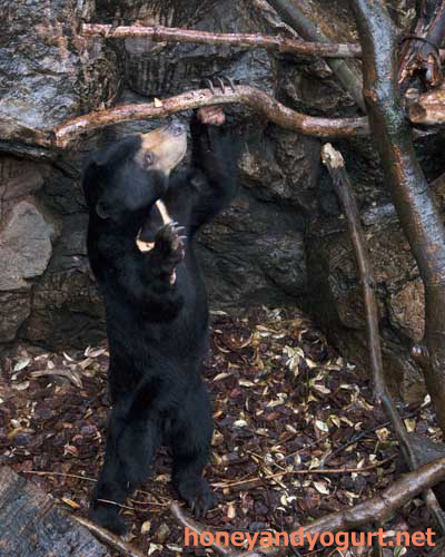 上野動物園　マレーグマ　フジ