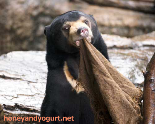 上野動物園　マレーグマ　フジ