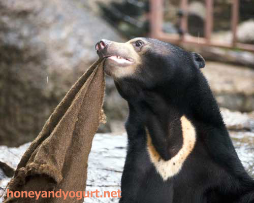 上野動物園　マレーグマ　フジ