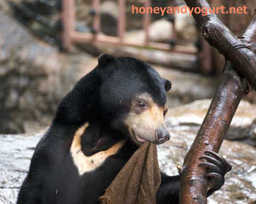 上野動物園　マレーグマ　フジ