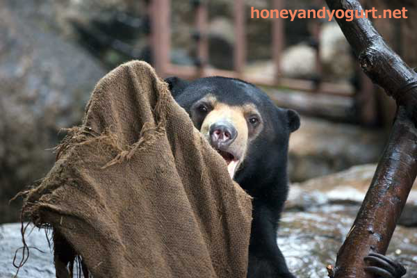 上野動物園　マレーグマ　フジ
