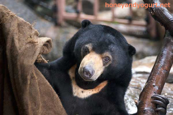 上野動物園　マレーグマ　フジ