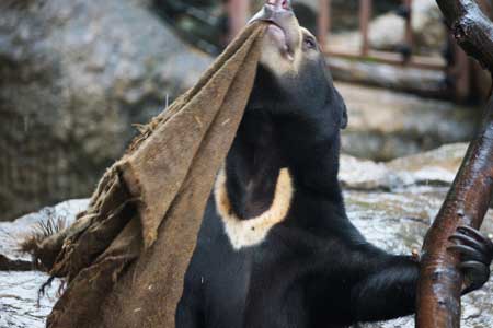 上野動物園　マレーグマ　フジ