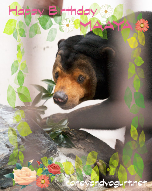 徳山動物園　マレーグマ　マーヤ