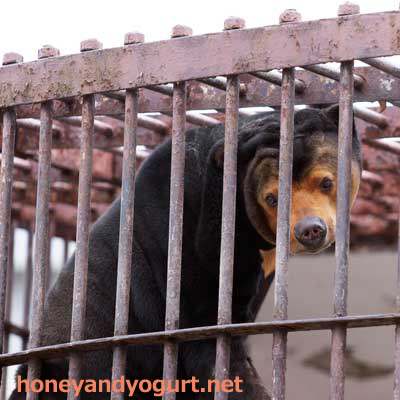 徳山動物園　マレーグマ　マーヤ