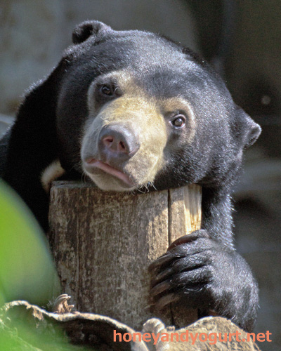 上野動物園　マレーグマ　フジ