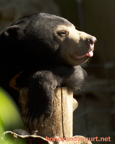 上野動物園　マレーグマ　フジ