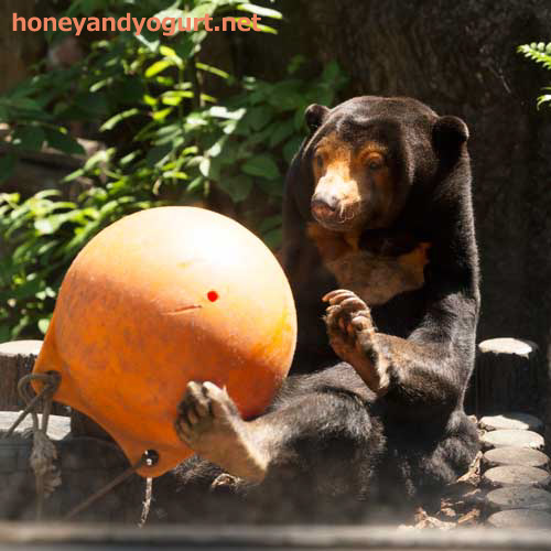 上野動物園　マレーグマ　キョウコ