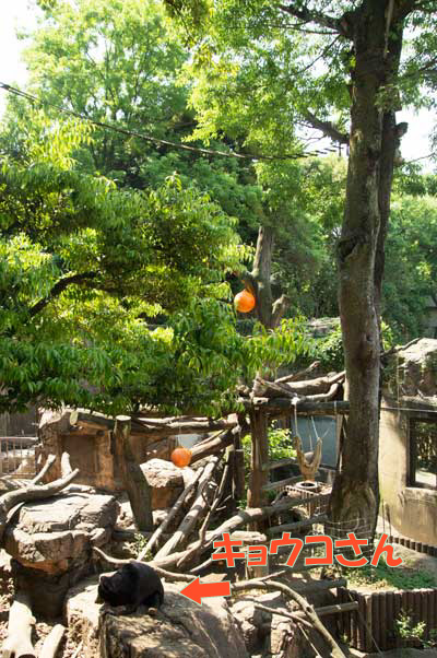 上野動物園　マレーグマ　キョウコ