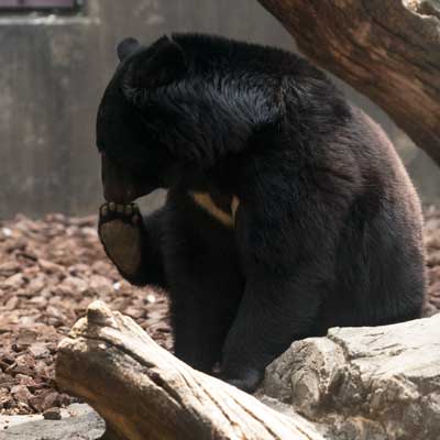 上野動物園　クマたちの丘
