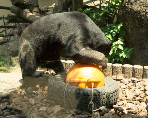 上野動物園 マレーグマ モモコ