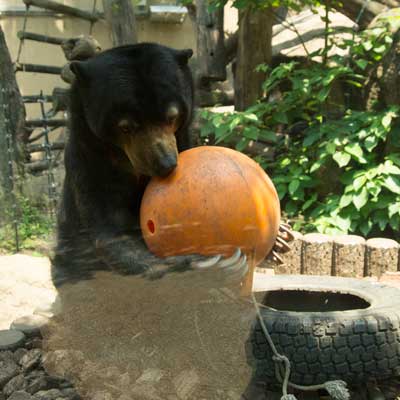 上野動物園 マレーグマ モモコ