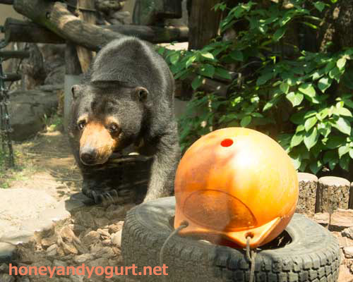 上野動物園 マレーグマ モモコ