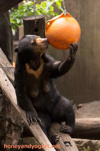 上野動物園 マレーグマ モモコ
