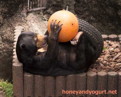 上野動物園 マレーグマ モモコ