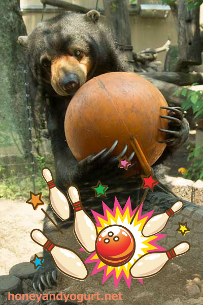 上野動物園 マレーグマ モモコ