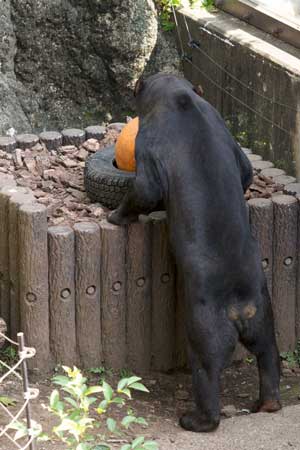 上野動物園　マレーグマ　アズマ
