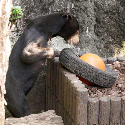 上野動物園　マレーグマ　アズマ